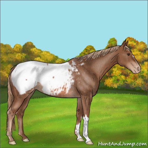 Horse Color:Chestnut Appaloosa Rabicano 