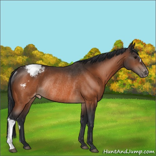 Horse Color:Bay Appaloosa Rabicano 