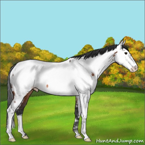 Horse Color:Bay Appaloosa Rabicano 