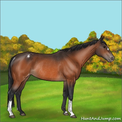 Horse Color:Bay Appaloosa Rabicano 