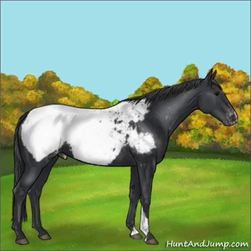 Horse Color:Black Appaloosa 