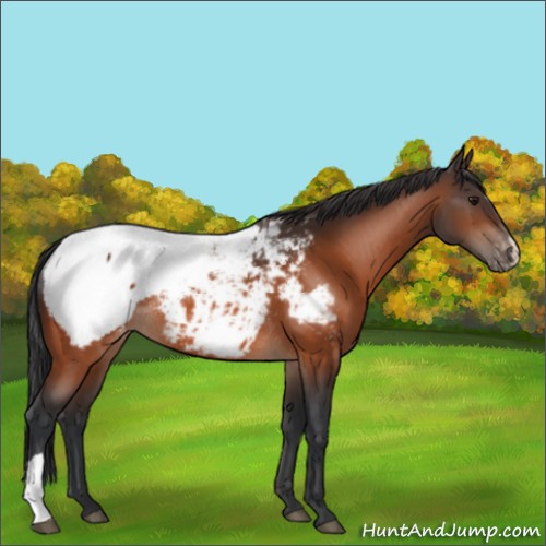 Horse Color:Bay Appaloosa Rabicano 