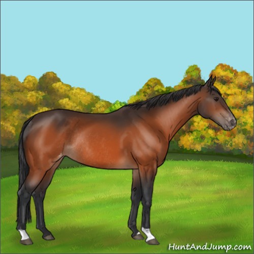 Horse Color:Brown Appaloosa Rabicano 