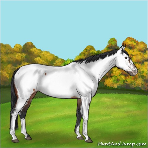 Horse Color:Brown Appaloosa Rabicano 