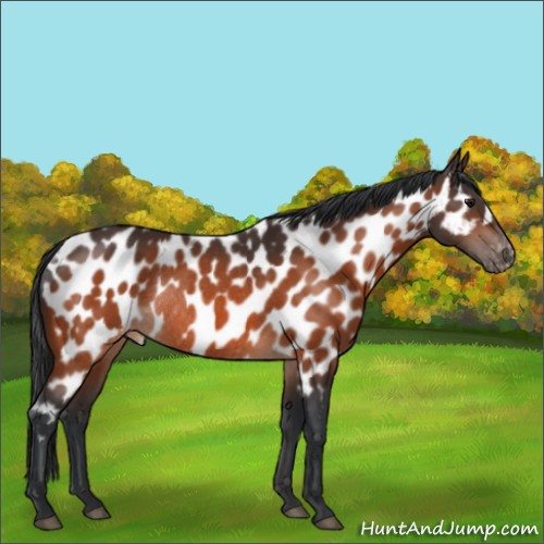 Horse Color:Bay Appaloosa Rabicano 