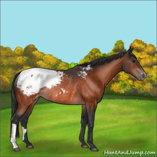Horse Color:Bay Appaloosa Rabicano 