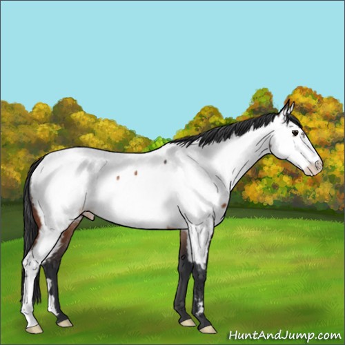 Horse Color:Bay Appaloosa Rabicano 