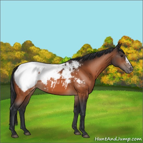 Horse Color:Bay Appaloosa 
