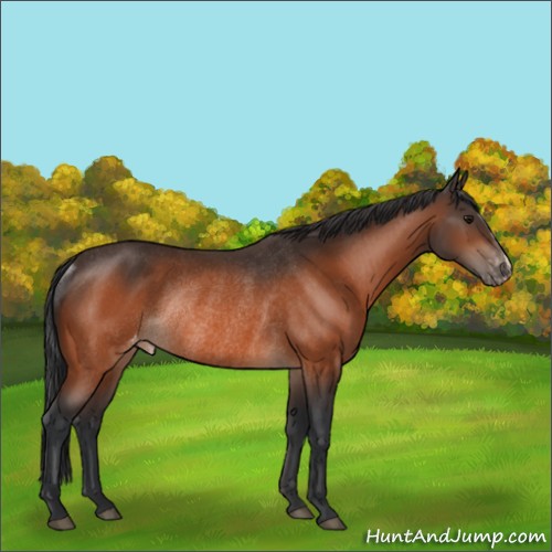 Horse Color:Bay Appaloosa Rabicano 