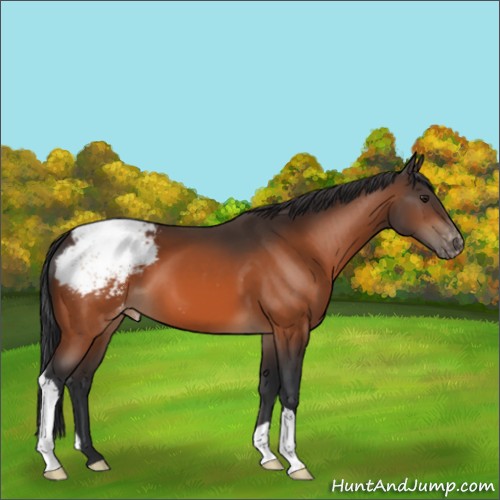 Horse Color:Brown Appaloosa 