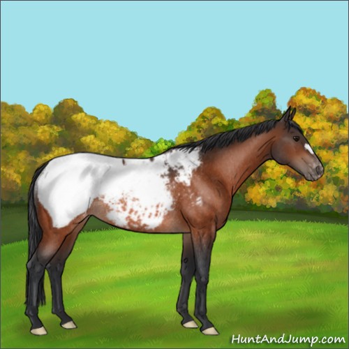 Horse Color:Bay Appaloosa Rabicano 