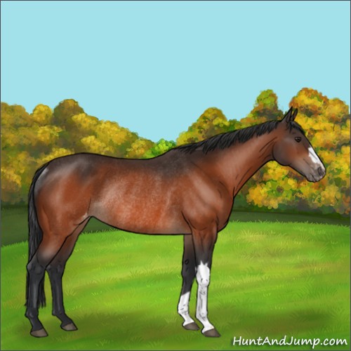 Horse Color:Brown Appaloosa Rabicano 