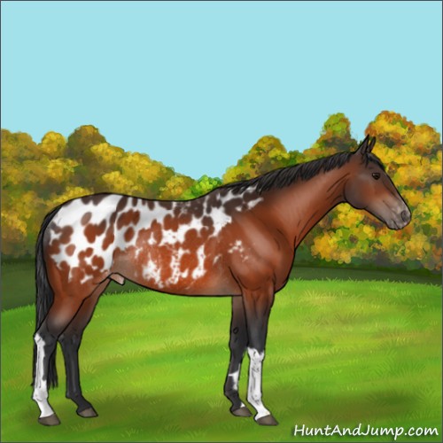 Horse Color:Bay Appaloosa Rabicano 