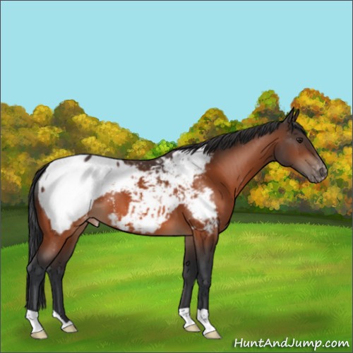 Horse Color:Brown Appaloosa 