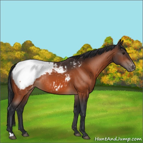 Horse Color:Bay Appaloosa Rabicano 
