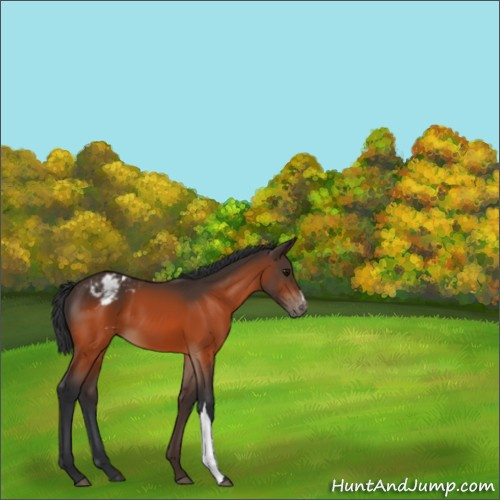Horse Color:Bay Appaloosa 