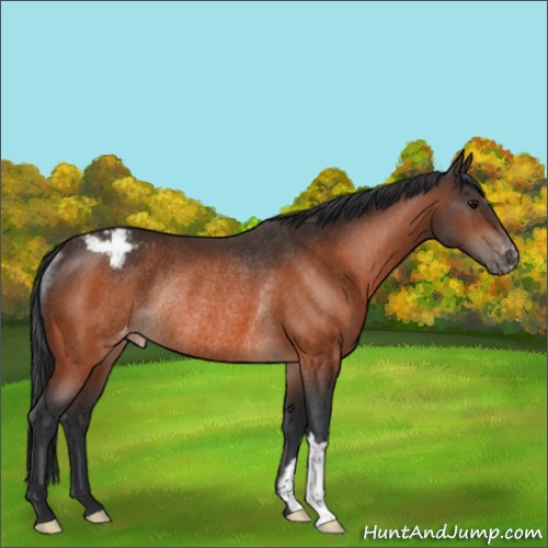 Horse Color:Bay Appaloosa Rabicano 