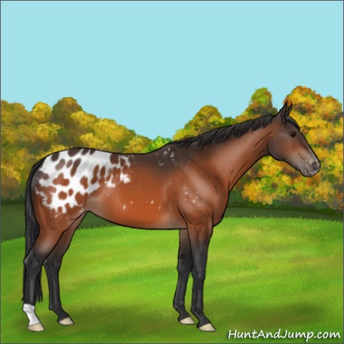 Horse Color:Bay Appaloosa 