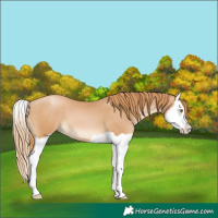 Horse Color:Chestnut Pearl Splash 