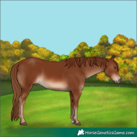 Horse Color:Chestnut 