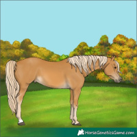 Horse Color:Palomino 