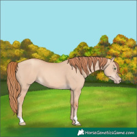 Horse Color:Gold Champagne Dun