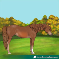 Horse Color:Chestnut 