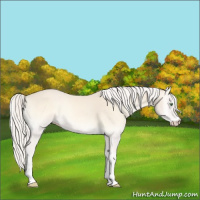 Horse Color:Cremello Onyx 