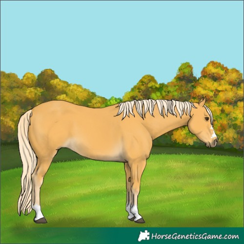 Horse Color:Palomino