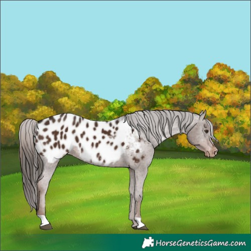 Horse Color:Liver Chestnut Near Leopard 