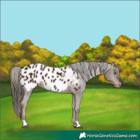Horse Color:Liver Chestnut Appaloosa 