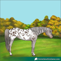 Horse Color:Liver Chestnut Appaloosa 