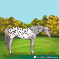 Horse Color:Liver Chestnut Near Leopard 