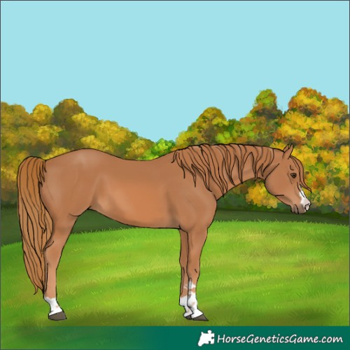 Horse Color:Chestnut 