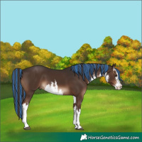 Horse Color:Painted White Spotted Liver Chestnut 