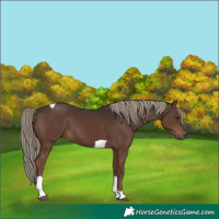 Horse Color:Liver Chestnut Mushroom Tobiano 