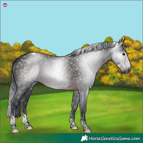 Horse Color:Gray Brown Sabino Tobiano Frame 