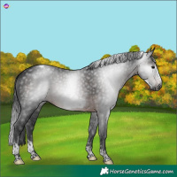 Horse Color:Gray Brown Sabino Tobiano Frame