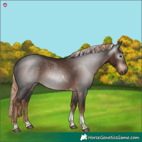 Horse Color:Gray Liver Chestnut Tobiano