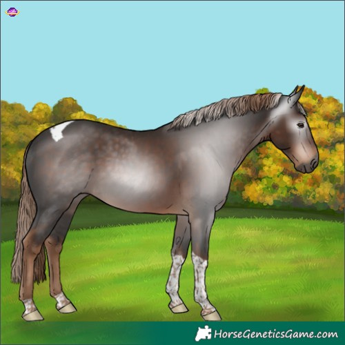 Horse Color:Gray Liver Chestnut Tobiano 