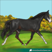 Horse Color:Liver Chestnut Sabino