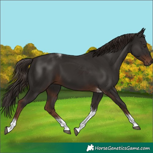 Horse Color:Liver Chestnut Tobiano