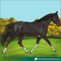Horse Color:Liver Chestnut Tobiano 
