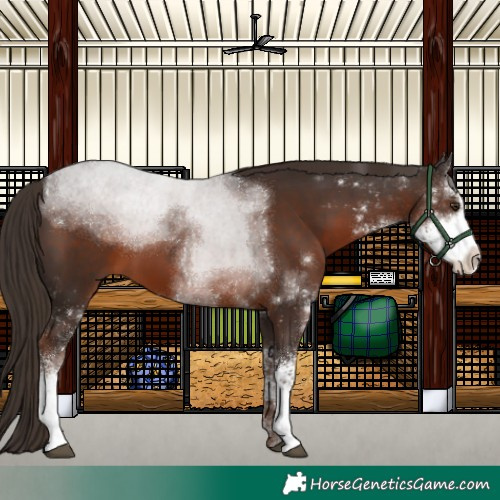 Horse Color:Liver Chestnut Sabino 