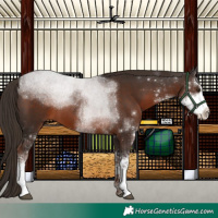 Horse Color:Liver Chestnut Sabino