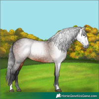 Horse Color:Gray Bay 
