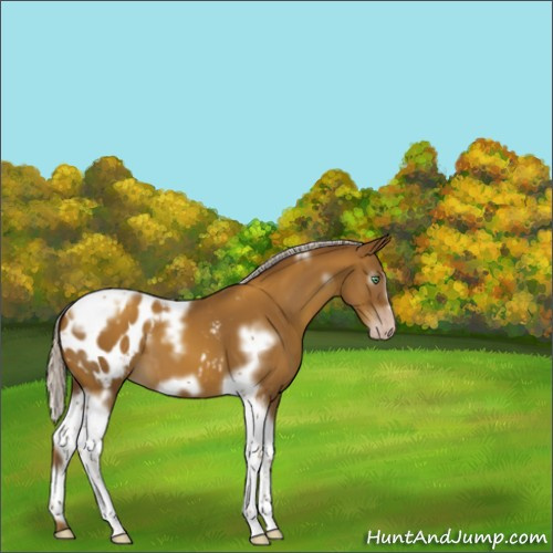Horse Color:Gray White Spotted Silver Classic Cream Champagne Splash Tobiano Frame Appaloosa