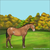 Horse Color:Gray White Spotted Amber Champagne Sabino 