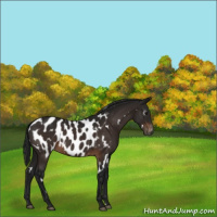 Horse Color:Gray White Spotted Bay Appaloosa 
