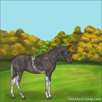 Horse Color:Black Tobiano  and Silver Black Tobiano 